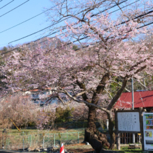 大手の桜の画像