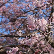 大手の桜の画像