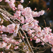 大手の桜の画像