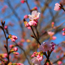 岩田桜の画像