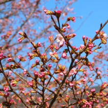 岩田桜の画像