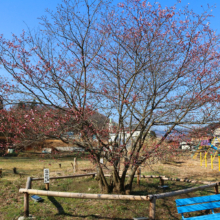 岩田桜の画像