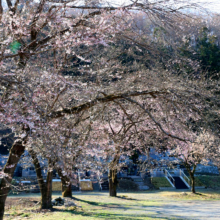 岩田桜の画像