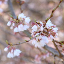 岩田桜の画像