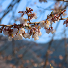 岩田桜の画像