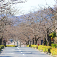 長瀞北桜通りの画像