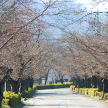 長瀞北桜通りの画像