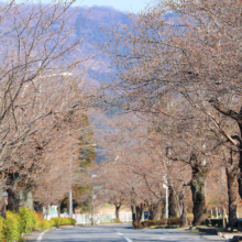 長瀞北桜通りの画像