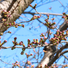 長瀞北桜通りの画像