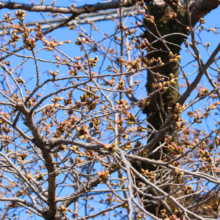 長瀞北桜通りの画像