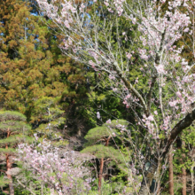 寶登山神社伊奈桜の画像