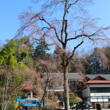 寶登山神社しだれ桜の画像
