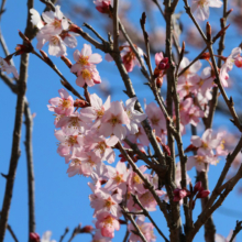 寶登山神社伊奈桜の画像