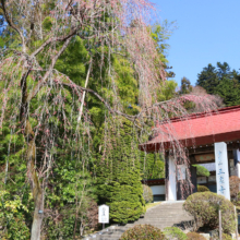 寶登山神社しだれ桜の画像