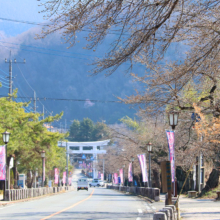 宝登山参道の桜の画像