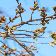 宝登山参道の桜の画像