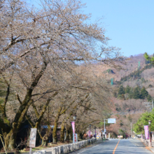 宝登山参道の桜の画像