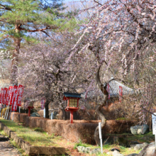 不動寺しだれ梅園の画像