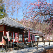 不動寺しだれ梅園の画像