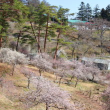 不動寺しだれ梅園の画像