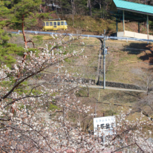 不動寺しだれ梅園の画像