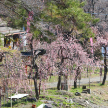 不動寺しだれ梅園の画像