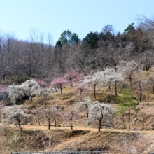 不動寺しだれ梅園の画像