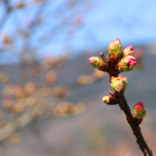 岩田桜の画像