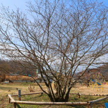 岩田桜の画像