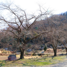 岩田桜の画像