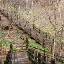 白砂公園カタクリの画像