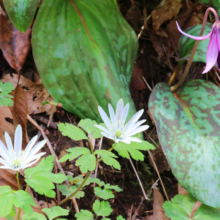 白砂公園カタクリとアズマイチゲの画像