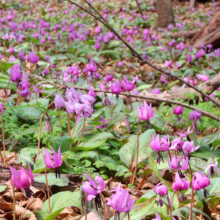 白砂公園カタクリの画像