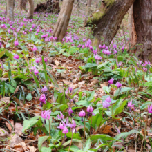 白砂公園カタクリの画像