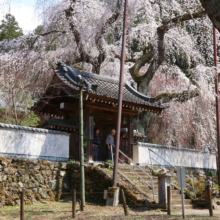 清雲寺しだれ桜見ごろの画像