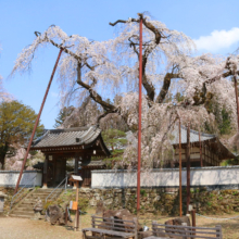 清雲寺しだれ桜見ごろの画像