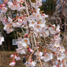 清雲寺しだれ桜見ごろの画像