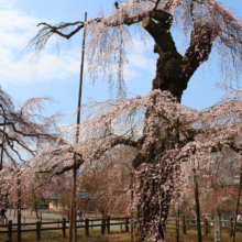 清雲寺しだれ桜見ごろの画像