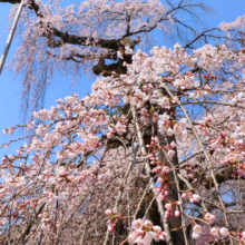 清雲寺しだれ桜見ごろの画像