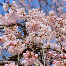 清雲寺しだれ桜見ごろの画像