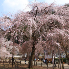 清雲寺しだれ桜見ごろの画像