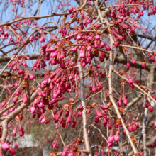 清雲寺しだれ桜見ごろの画像