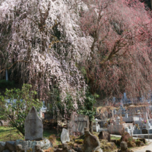 清雲寺しだれ桜見ごろの画像