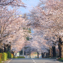 長瀞北桜通りの画像