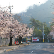 長瀞北桜通りの画像