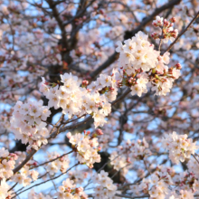 長瀞北桜通りの画像