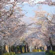 長瀞北桜通りの画像