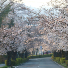 長瀞北桜通りの画像