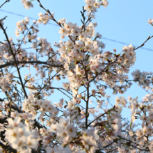 長瀞北桜通りの画像