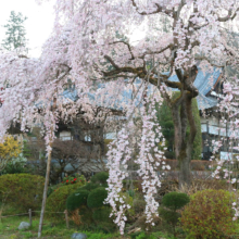 法善寺のしだれ桜の画像